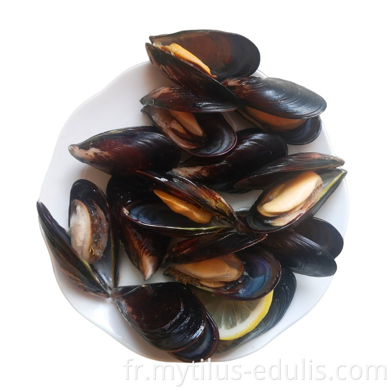 Moules bouillies congelées savoureuses et délicieuses de haute qualité avec prix d'usine